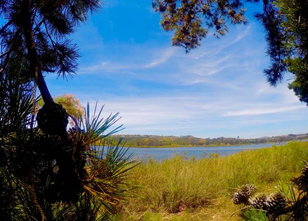 istock through the pines - lake view 1155102041