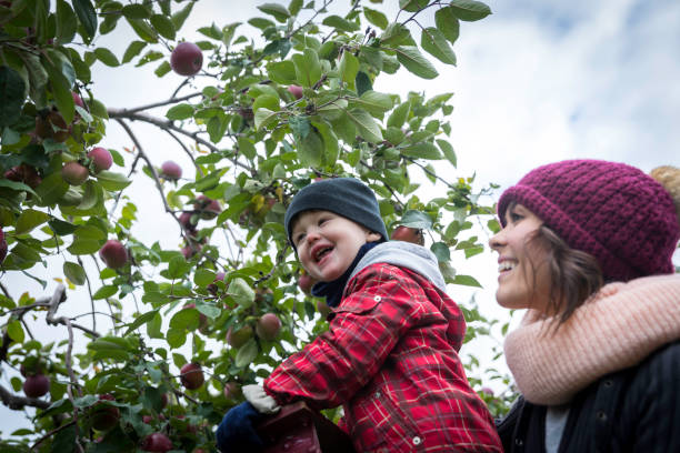 la joven madre y su hijo recogiendo manzanas en orchard - apple orchard child apple fruit fotografías e imágenes de stock