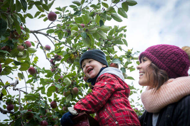 jeune mère et son fils cueillant des pommes dans le verger - apple orchard child apple fruit photos et images de collection