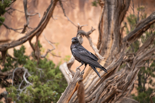 Raven perched on branch at Devil’s Garden Campground and Trailhead in Moab, Utah.