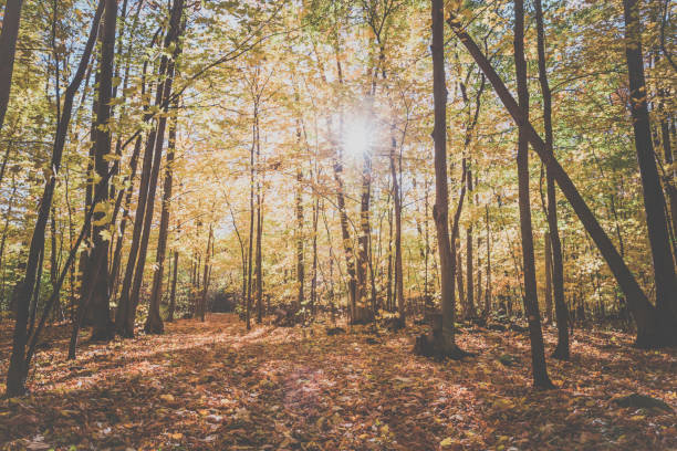istock Autumn Forest Illuminated by Sunbeams 1155106284