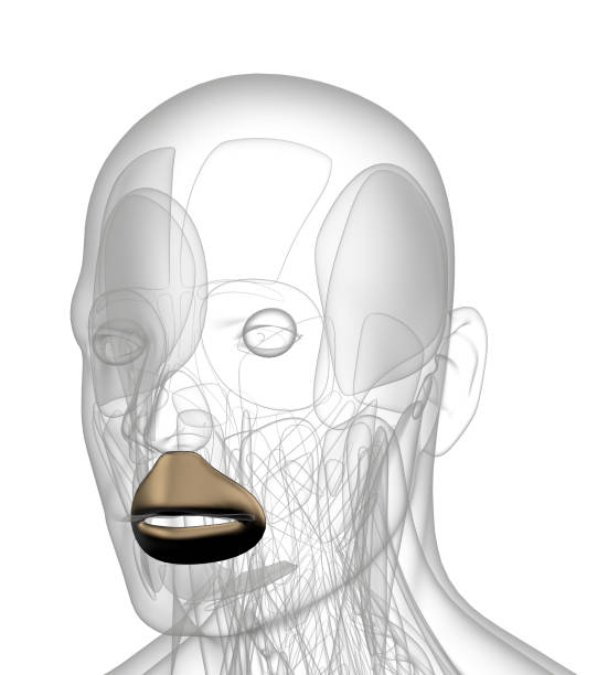 istock 3d rendering illustration of Orbicularis Oris 1155106760