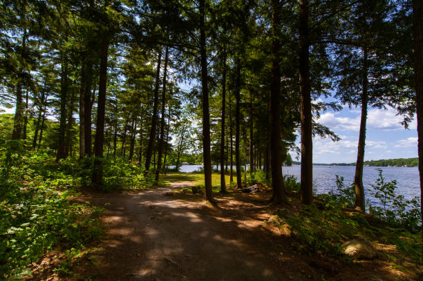 istock Tree covered path near a lake in Muskoka 1155107624