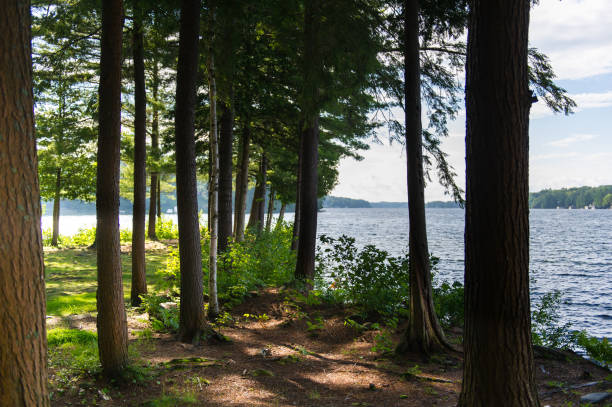 A lake with a forest in the background.