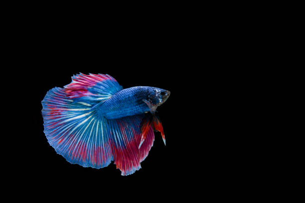 istock Beautiful colorful of siamese betta fish 1155108940