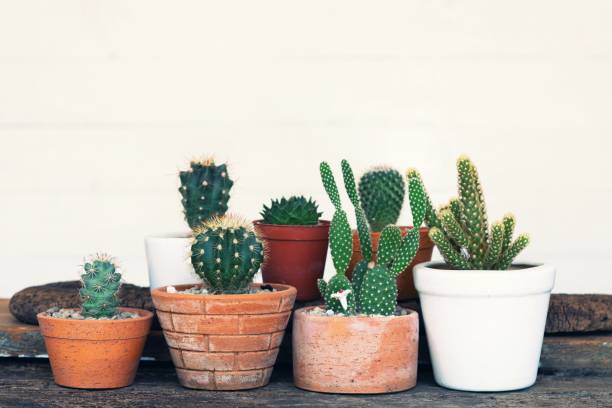 istock Small succulent, cactus, pot plants decorative on old wood table with morning warm light, copy space 1155109066