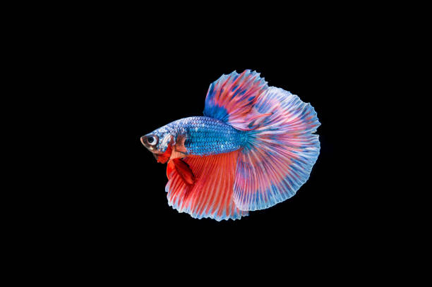 istock Beautiful colorful of siamese betta fish 1155110233