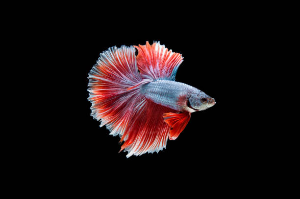 istock Beautiful colorful of siamese betta fish 1155110307