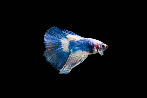 istock Beautiful colorful of siamese betta fish 1155110346