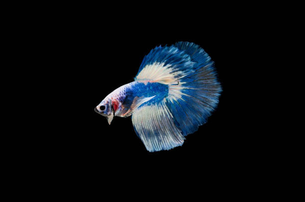 istock Beautiful colorful of siamese betta fish 1155110355