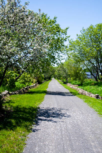 istock White blooms shedding petals on the ground on a spring day 1155110371