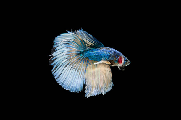 istock Beautiful colorful of siamese betta fish 1155110383