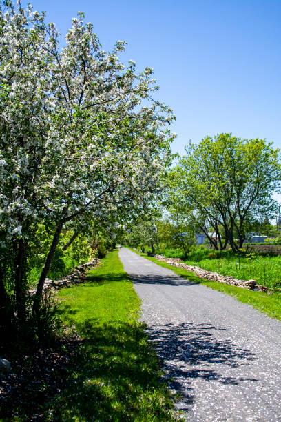 istock White blooms shedding petals on the ground on a spring day 1155110400