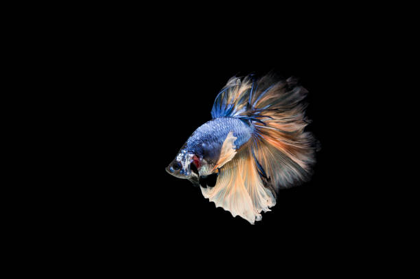 istock Beautiful colorful of siamese betta fish 1155110441