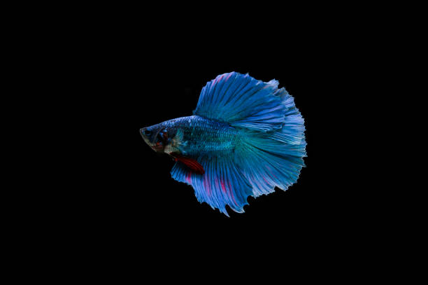 istock Beautiful colorful of siamese betta fish 1155110657