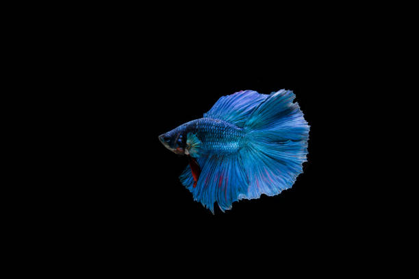 istock Beautiful colorful of siamese betta fish 1155111222