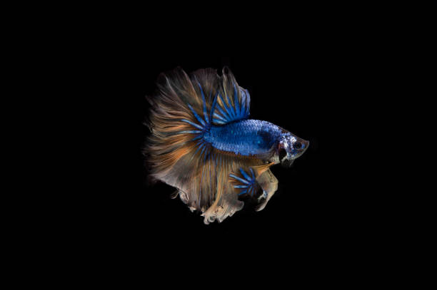 istock Beautiful colorful of siamese betta fish 1155111301