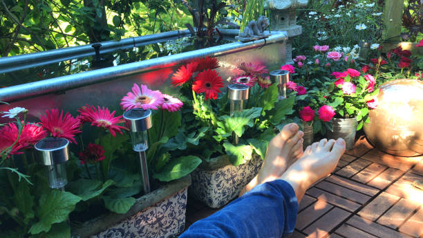 image of man relaxing in sunny garden on square parquet decking tiles on hot day in sunny, sitting in shade wearing blue jeans barefoot feet next raised galvanised metal rectangular pond trough water feature, gerbera flowers / roses in pots, solar lights - honeysuckle pink imagens e fotografias de stock