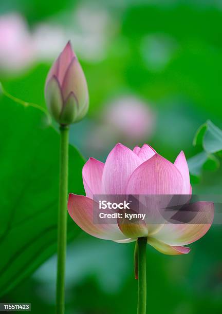 Lotus Blume Stockfoto und mehr Bilder von Blatt - Pflanzenbestandteile - Blatt - Pflanzenbestandteile, Blumenbeet, Blüte
