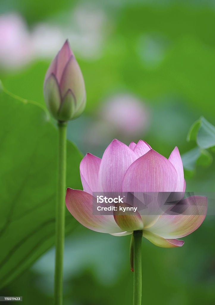Kwiat lotosu - Zbiór zdjęć royalty-free (Fotografika)