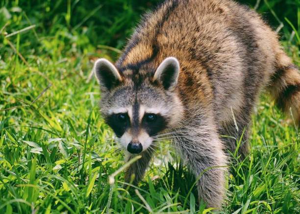 istock Raccoon outside 1155116223