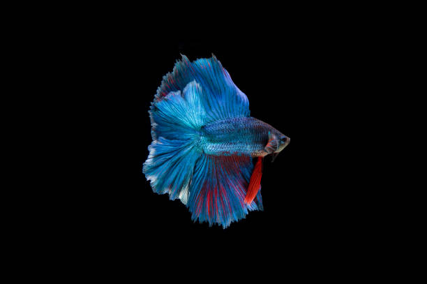 istock Beautiful colorful of siamese betta fish 1155119207