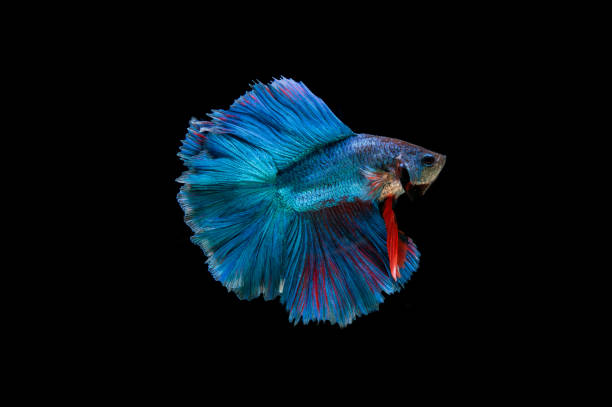 istock Beautiful colorful of siamese betta fish 1155119218
