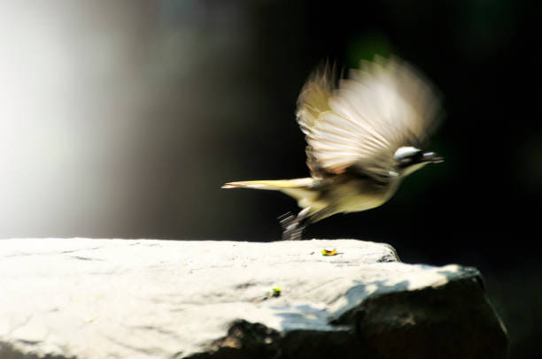 Bird waving its wings in flight on a dark background in long exposition, slow shutter