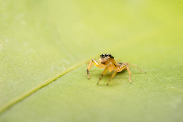 istock Jumping spider predator nature habitat 1155119244