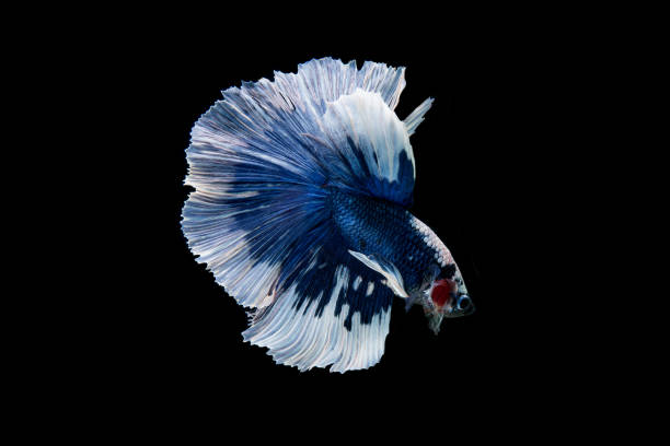istock Beautiful colorful of siamese betta fish 1155119474