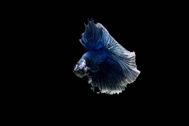 istock Beautiful colorful of siamese betta fish 1155119503
