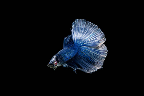 istock Beautiful colorful of siamese betta fish 1155119504