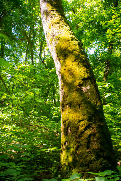 A tall tree covered in green moss in dense foliage
