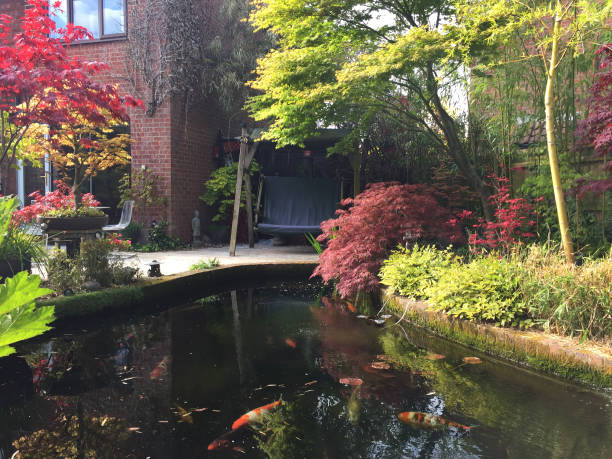 Image of garden decking patio by house green swing seat beach, koi pond with red and white koi carp fish swimming in clear water by pond filter, water lilies in landscaped oriental Zen Japanese garden maples / acers, acer palmatum trees red spring leaves Stock photo of garden decking patio by house swing seat bench, koi pond, red and white kohaku koi carp swimming in pond, oriental Zen Japanese garden maples with azaleas / rhododendron shrubs in flower pots. junsai water shield stock pictures, royalty-free photos & images