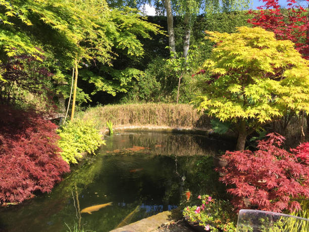 Stock photo of koi pond with large red and white carp fish swimming in water with pond filter, garden decking timber in landscaped oriental Zen Japanese garden with red maples / acers, acer palmatum bonsai trees and bamboo hedge in summer imagen de estanque koi con grandes peces de carpa roja y blanca nadando en agua cristalina filtrada con filtro de estanque koi, jardín de madera de tarima en jardín japonés zen oriental ajardinado con arqueros/acers rojos, árboles bonsai acer palmatum