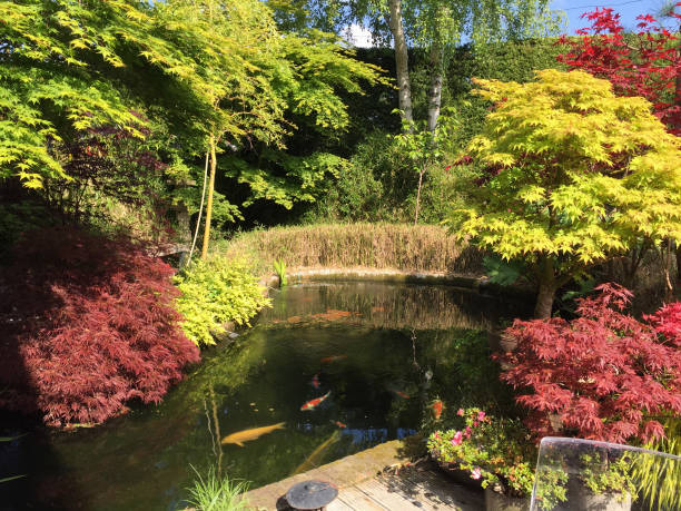 Stock photo of koi pond with large red and white carp fish swimming in water with pond filter, garden decking timber in landscaped oriental Zen Japanese garden with red maples / acers, acer palmatum bonsai trees and bamboo hedge in summer imagen de estanque koi con grandes peces de carpa roja y blanca nadando en agua cristalina filtrada con filtro de estanque koi, jardín de madera de tarima en jardín japonés zen oriental ajardinado con arqueros/acers rojos, árboles bonsai acer palmatum