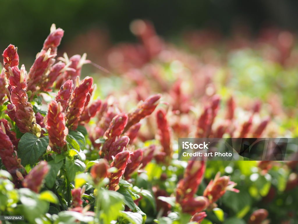 red pink flower Name Panama Queen Plant, The Orange Shrimp Plant, The Coral Aphelandra Single leaf Sorting alternately Lanceolate The flower is a big bouquet. With a small bouquet adorned on the base Backgrounds Stock Photo