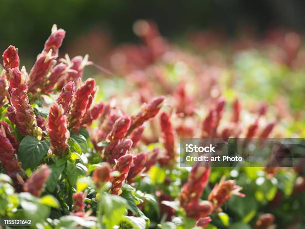 Red Pink Flower Name Panama Queen Plant The Orange Shrimp Plant The Coral Aphelandra Single Leaf Sorting Alternately Lanceolate The Flower Is A Big Bouquet With A Small Bouquet Adorned On The Base Stock Photo - Download Image Now