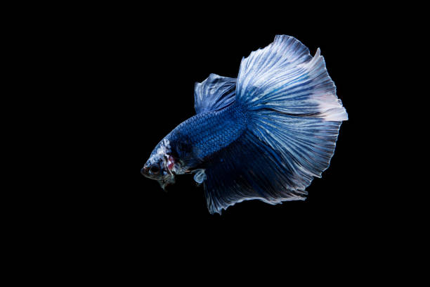 istock Beautiful colorful of siamese betta fish 1155122350