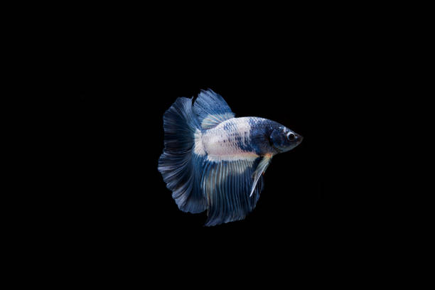 Beautiful colorful of siamese betta fish