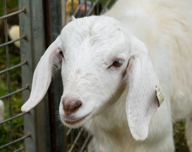 istock White goat with tag in ear in fenced pen 1155123564
