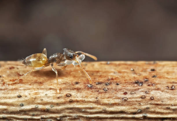 istock Macro Photo of Tiny Ant Carrying Eggs and Running on Stick 1155126183