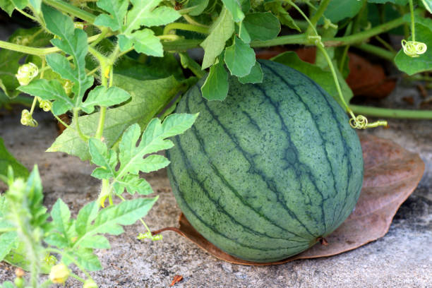 istock young small watermelon fruit growing in the garden 1155127251