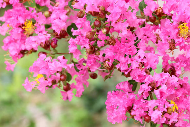 istock pink flower on green background, Crape myrtle, Crape flower, Indian lilac 1155127386
