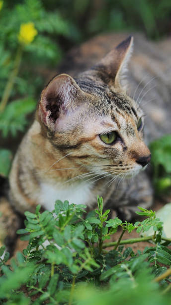 istock close up brown cat with bokeh background 1155128464