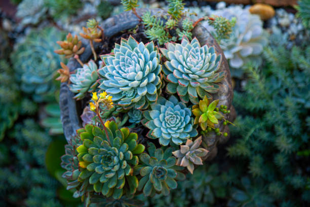 istock Succulents Garden 1155129579