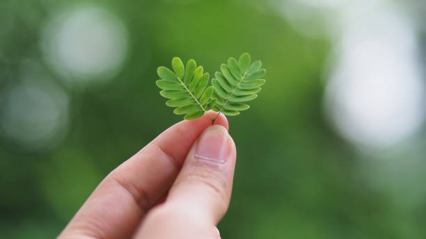 istock close up green leaf with bokeh background 1155130838