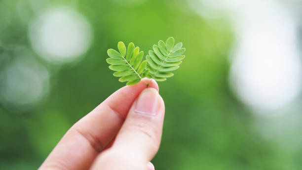istock close up green leaf with bokeh background 1155130848