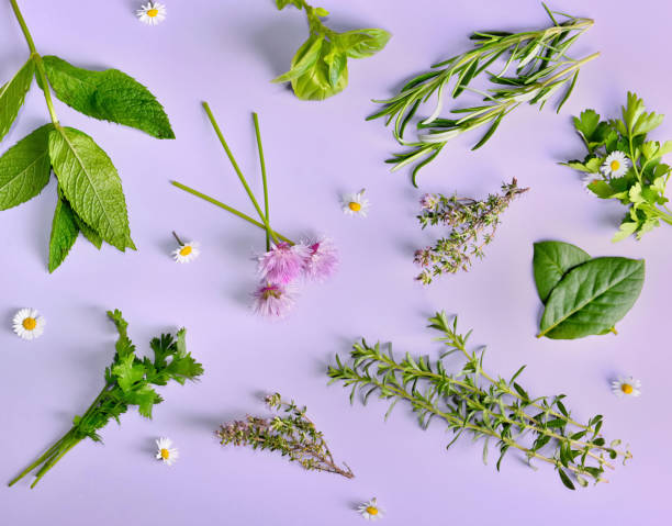 istock top view on various aromatic fresh herbs with little daisies 1155130971