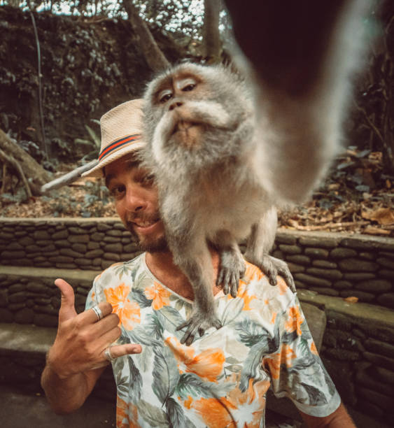 バリの猿は、観光客と自分撮りを取ります - young animales ストックフォトと画像